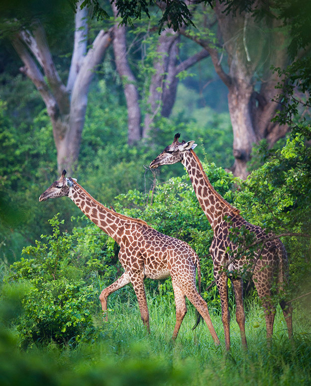 2 Giraffes in green landscape